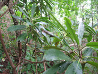 GRSM Accuracy Assessment. Plot Code: GRSM_AA_0386_2