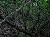 GRSM Accuracy Assessment. Plot Code: GRSM_AA_0976_4