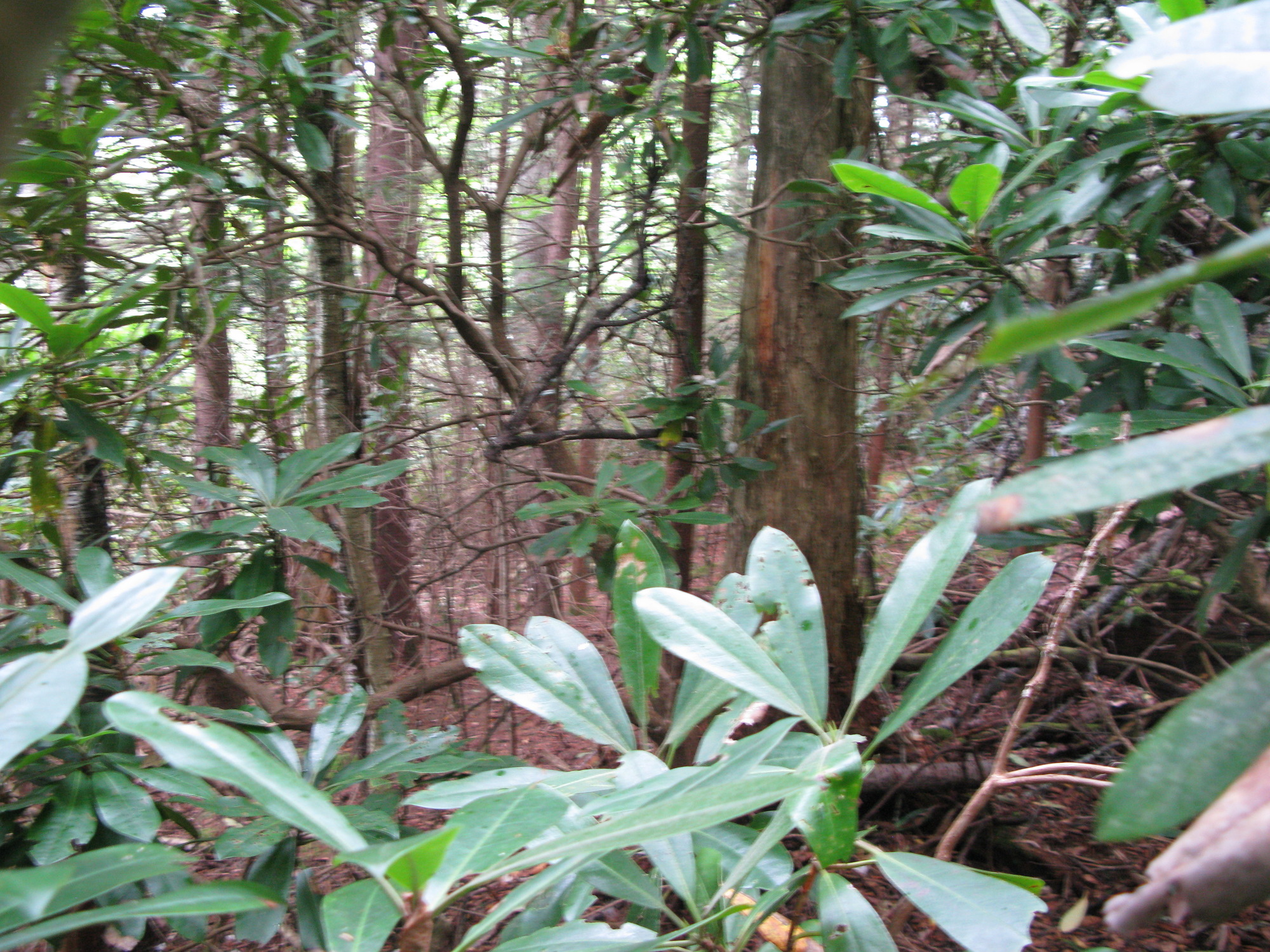 GRSM Accuracy Assessment. Plot Code: GRSM_AA_0043_2