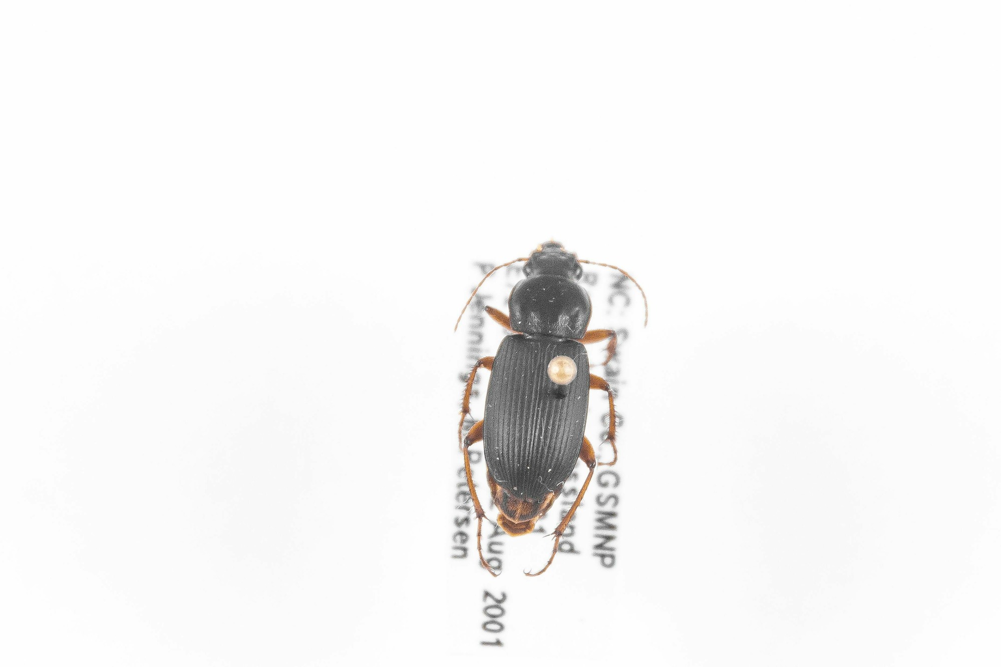 Image of Harpalus protractus, a species of Animalia