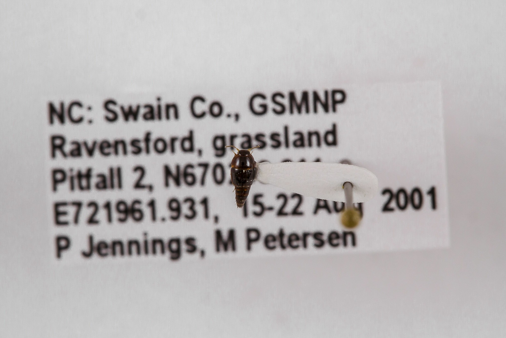 Image of Coproporus laevis, a species of Animalia