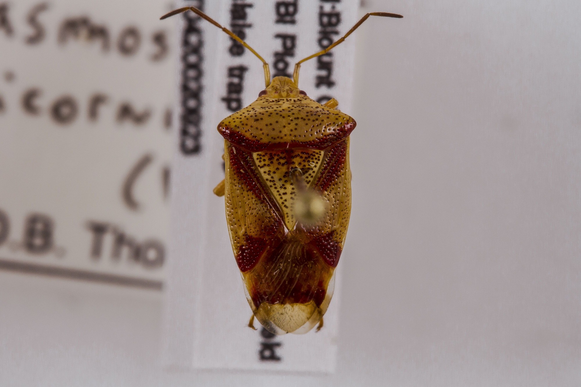 Image of Elasmostethus atricornis, a species of Animalia