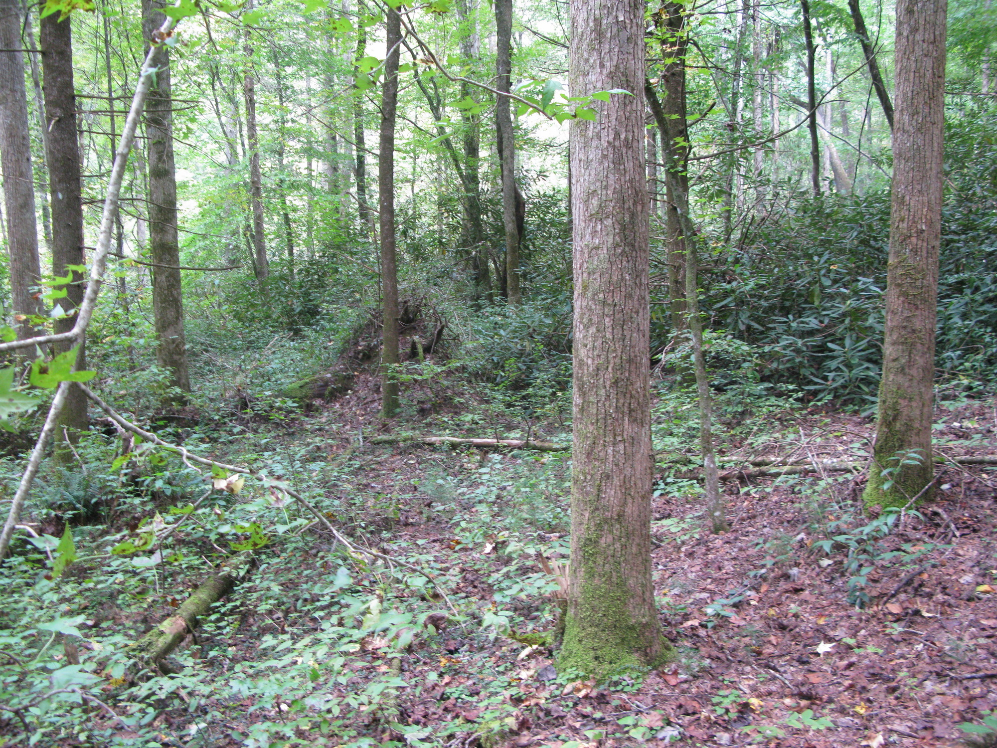 GRSM Accuracy Assessment. Plot Code: GRSM_AA_0642_3