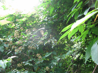 GRSM Accuracy Assessment. Plot Code: GRSM_AA_0754_5