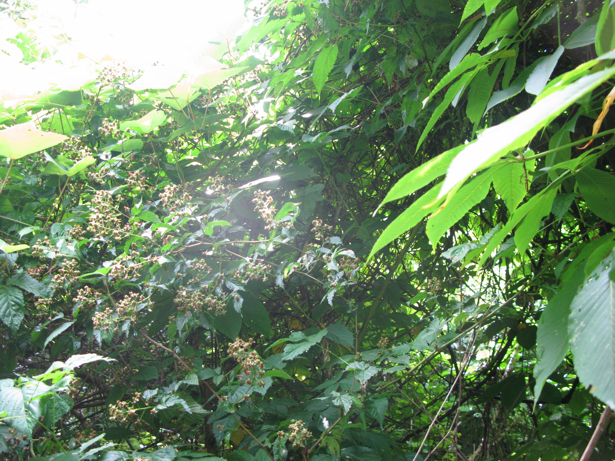 GRSM Accuracy Assessment. Plot Code: GRSM_AA_0754_5