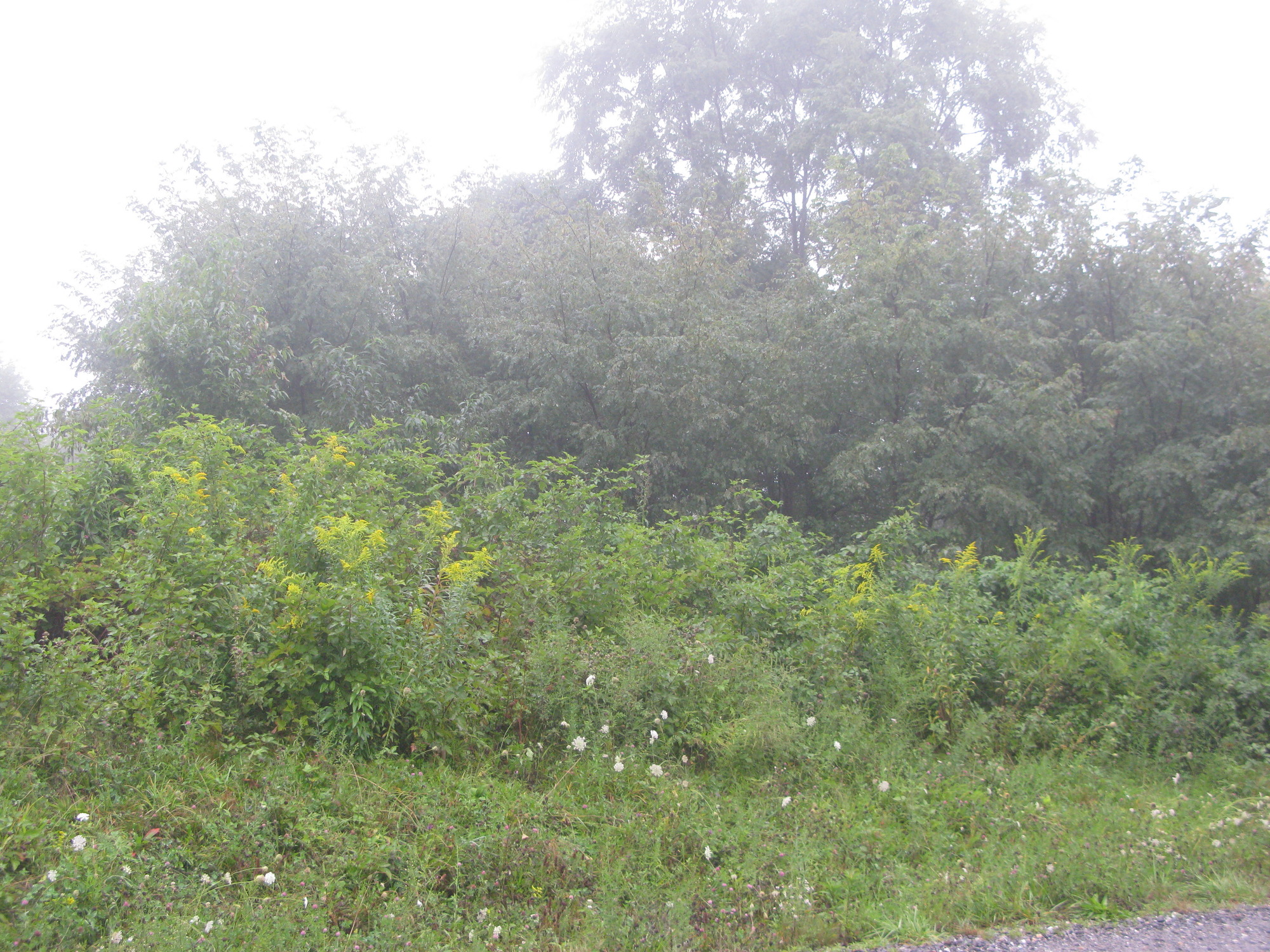 GRSM Accuracy Assessment. Plot Code: GRSM_AA_0104_3