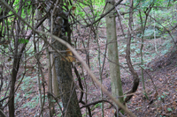 GRSM Accuracy Assessment. Plot Code: GRSM_AA_0765_3