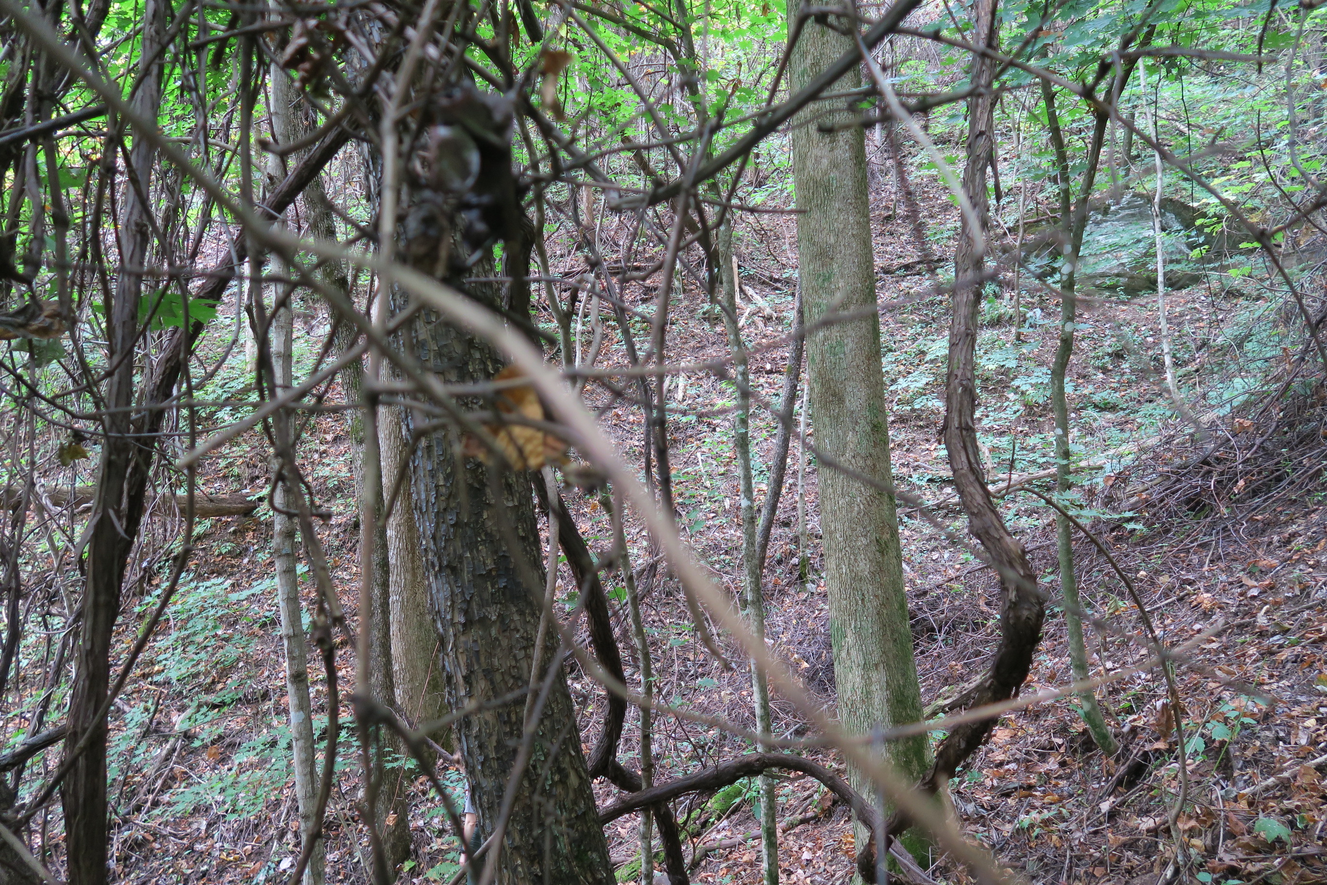 GRSM Accuracy Assessment. Plot Code: GRSM_AA_0765_3