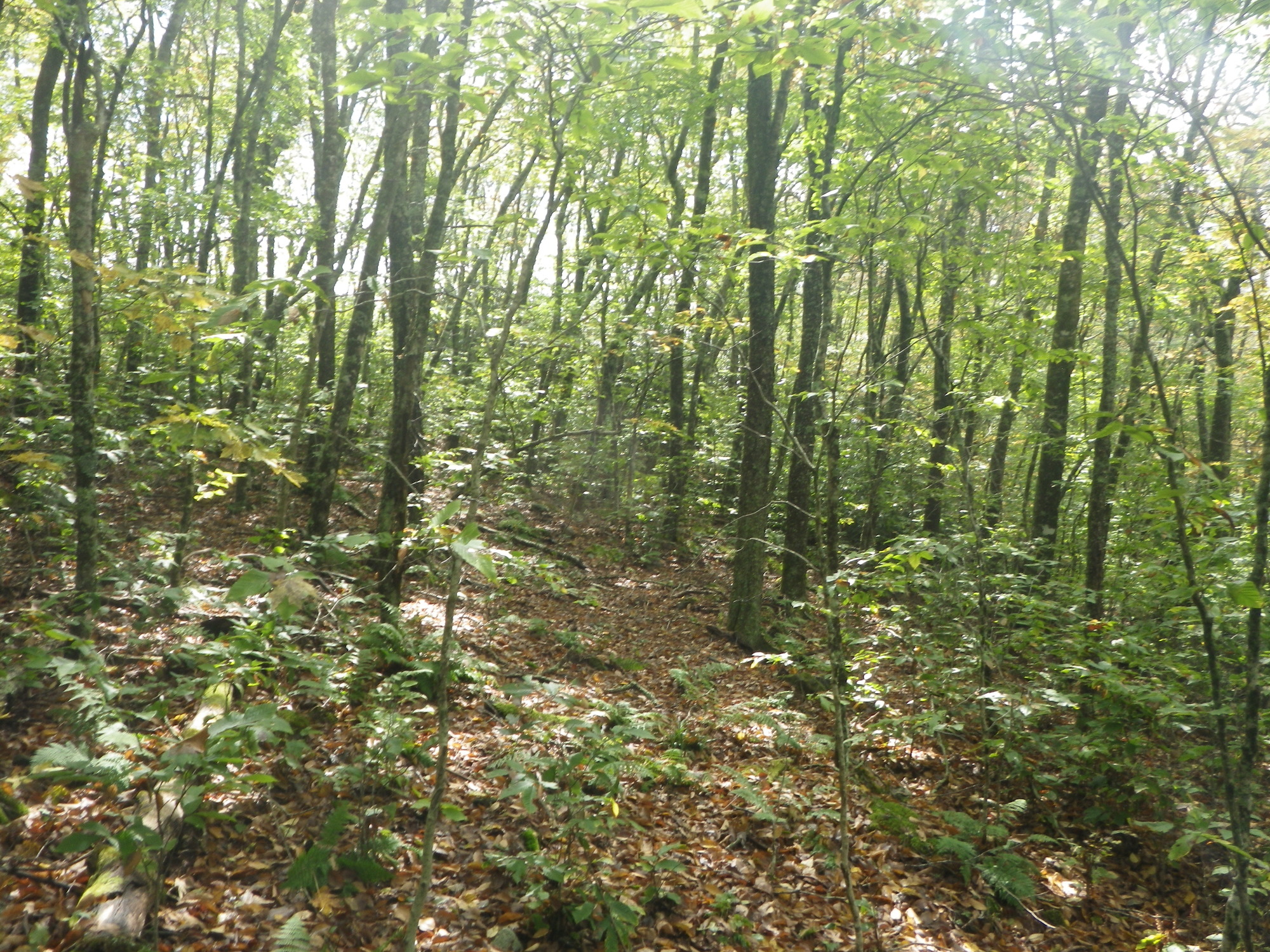 GRSM Accuracy Assessment. Plot Code: GRSM_AA_0146_4