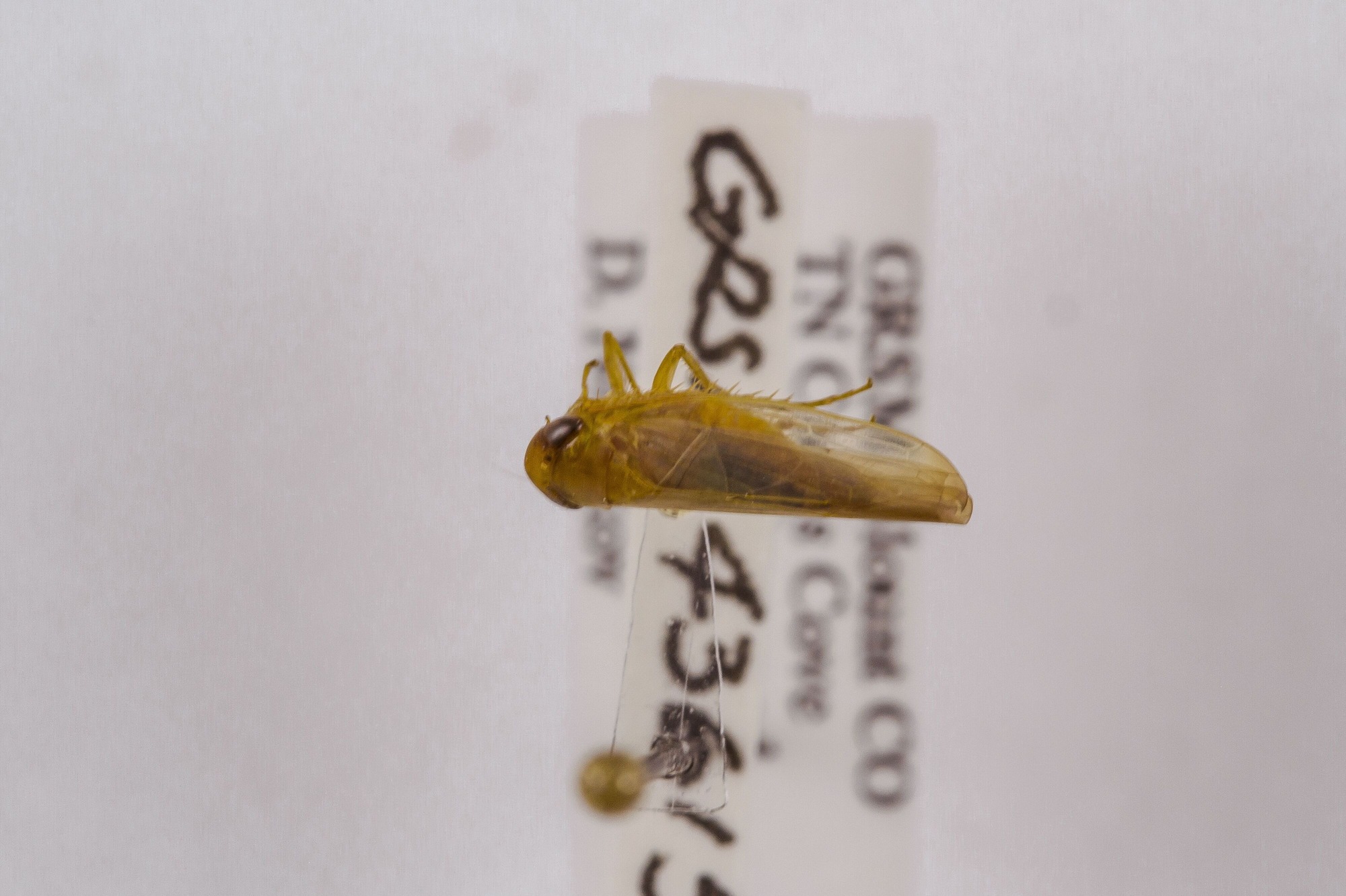 Image of Chlorotettix galbanatus, a species of Animalia