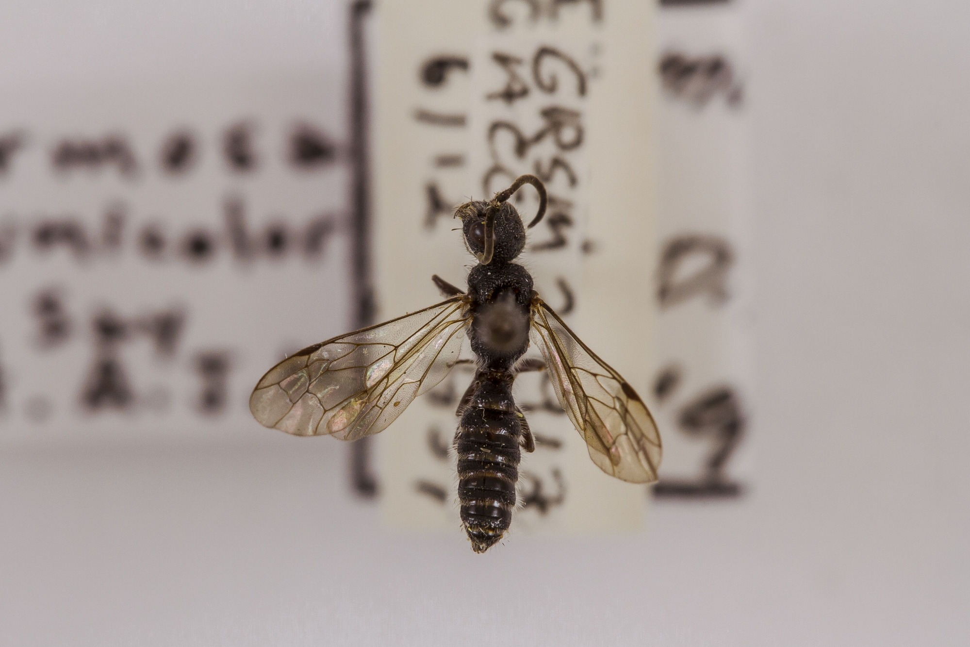 Image of Myrmosa unicolor, a species of Animalia