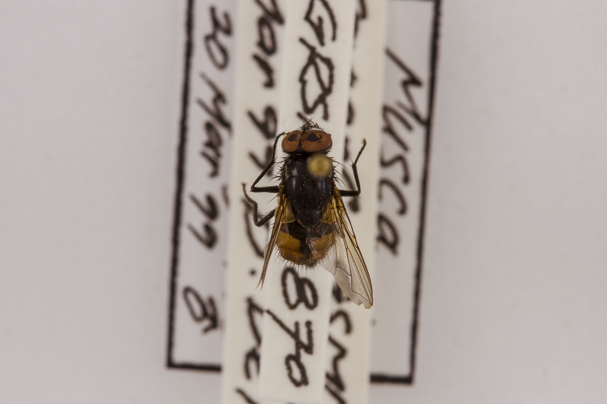 Image of Musca autumnalis, a species of Animalia