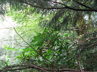 GRSM Accuracy Assessment. Plot Code: GRSM_AA_0904_6