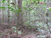 GRSM Accuracy Assessment. Plot Code: GRSM_AA_0481_3