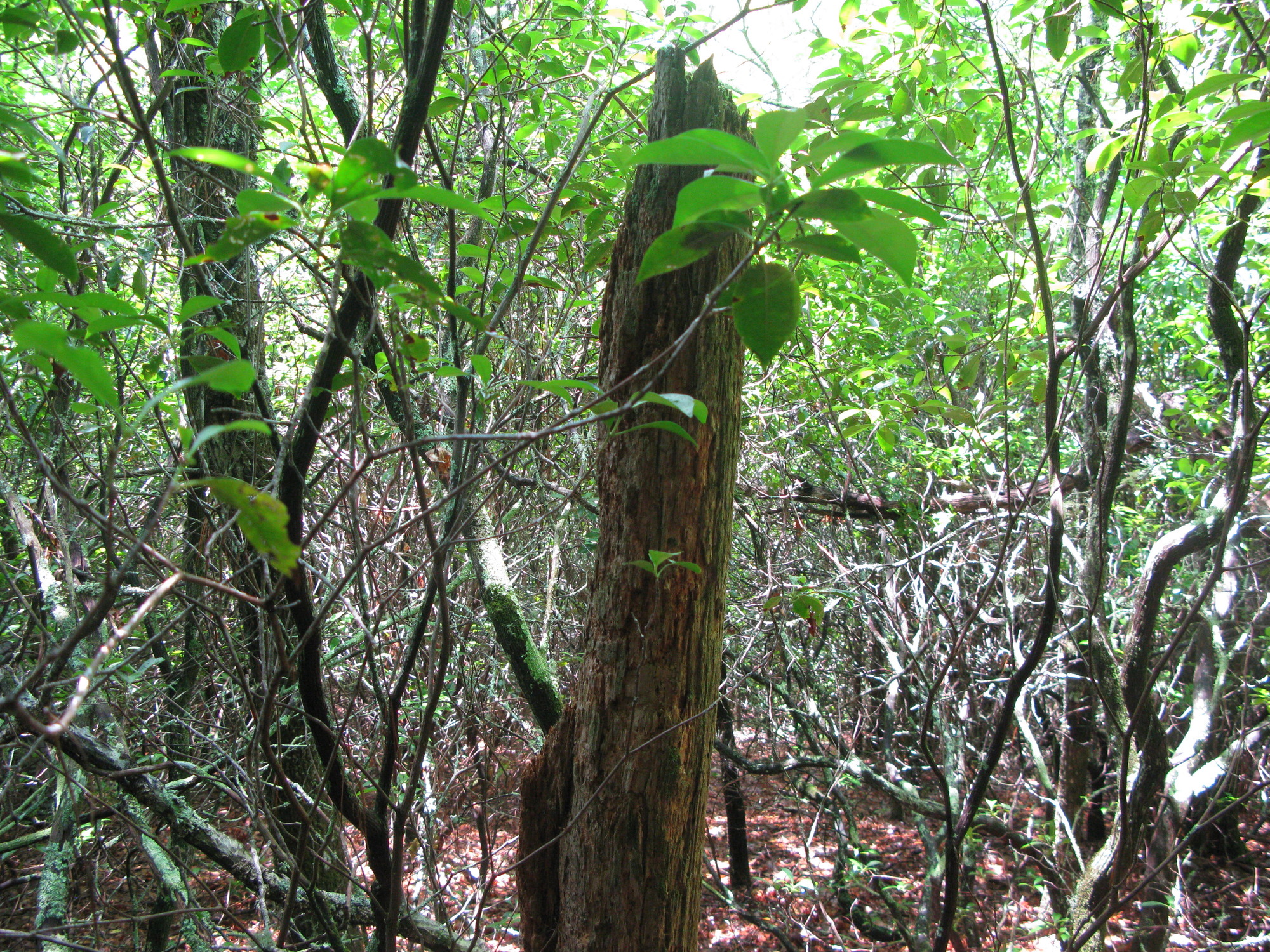 GRSM Accuracy Assessment. Plot Code: GRSM_AA_0058_5