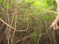 GRSM Accuracy Assessment. Plot Code: GRSM_AA_0880_4