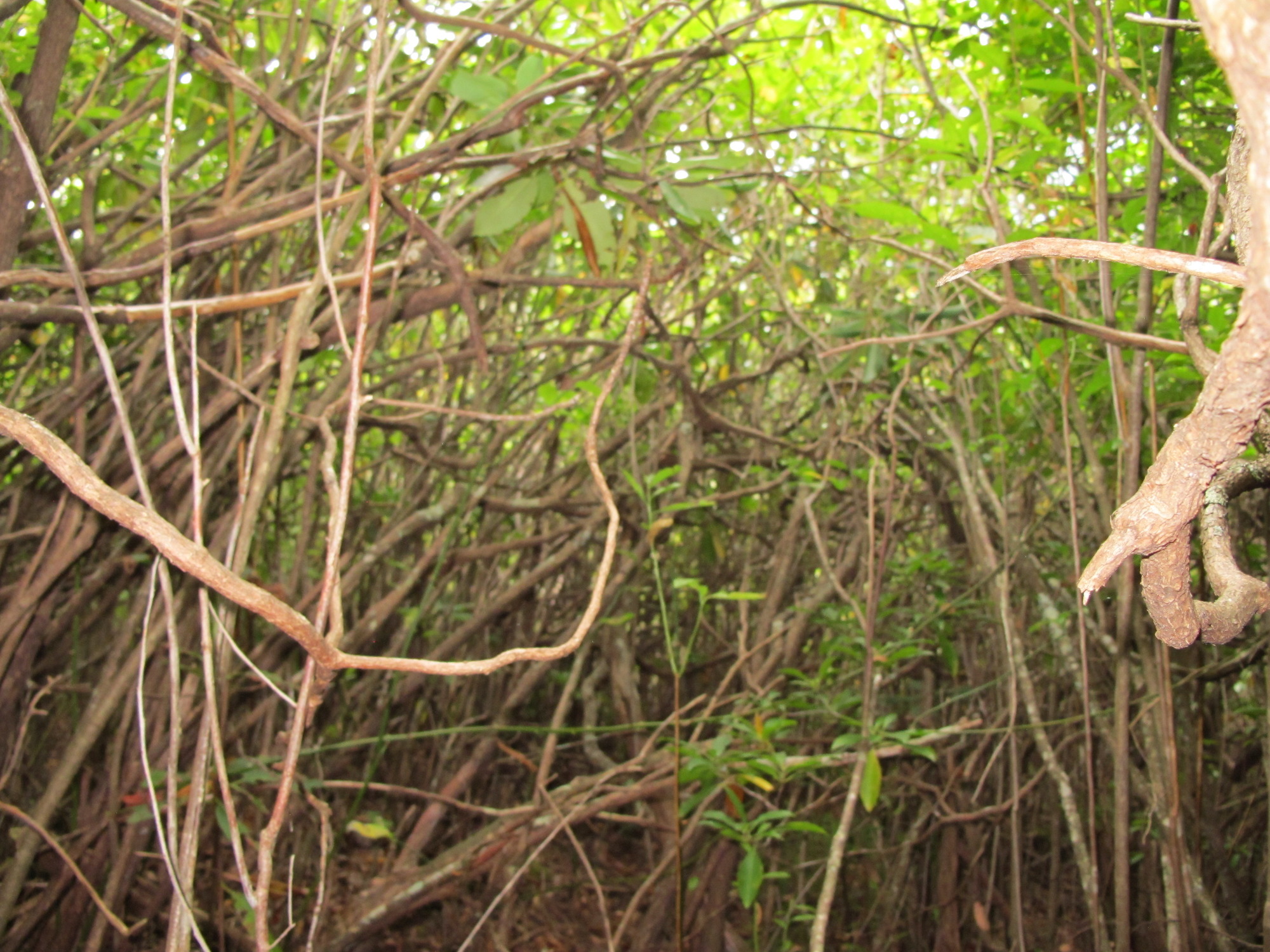 GRSM Accuracy Assessment. Plot Code: GRSM_AA_0880_4