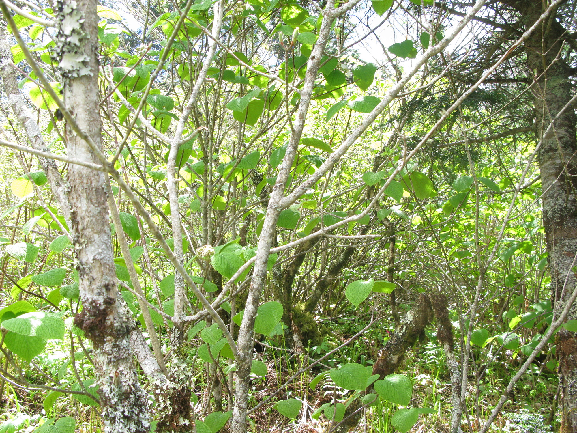 GRSM Accuracy Assessment. Plot Code: GRSM_AA_0881_4