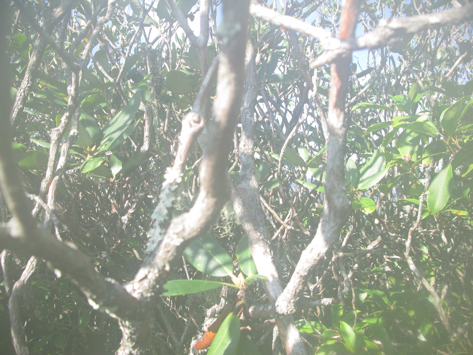 GRSM Accuracy Assessment. Plot Code: GRSM_AA_0677_5