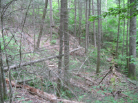 GRSM Accuracy Assessment. Plot Code: GRSM_AA_0923_4