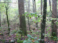 GRSM Accuracy Assessment. Plot Code: GRSM_AA_0202_5