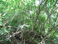 GRSM Accuracy Assessment. Plot Code: GRSM_AA_0644_5