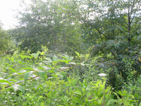 GRSM Accuracy Assessment. Plot Code: GRSM_AA_0839_3