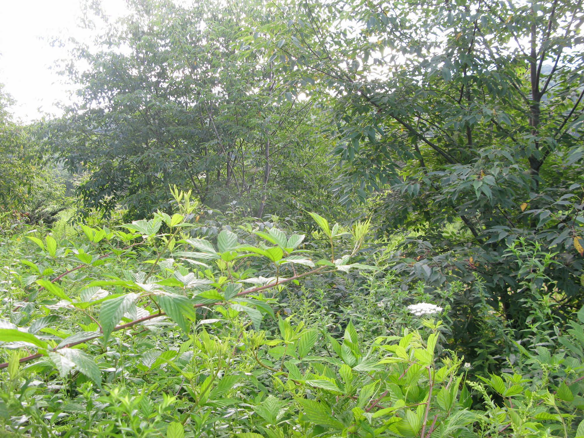 GRSM Accuracy Assessment. Plot Code: GRSM_AA_0839_3