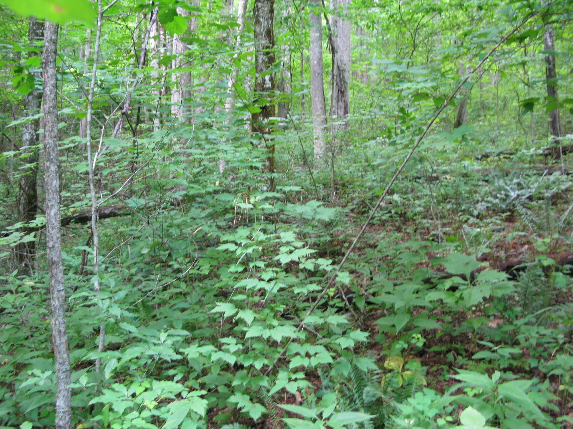 GRSM Accuracy Assessment. Plot Code: GRSM_AA_0290_2