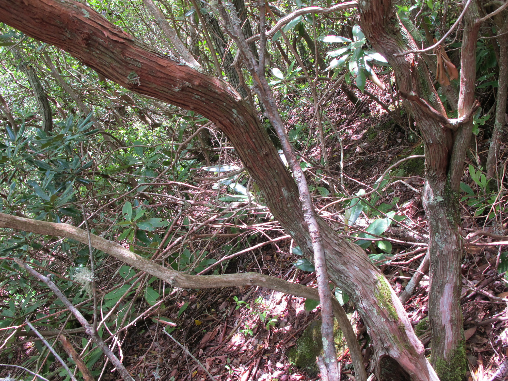 GRSM Accuracy Assessment. Plot Code: GRSM_AA_0848_5