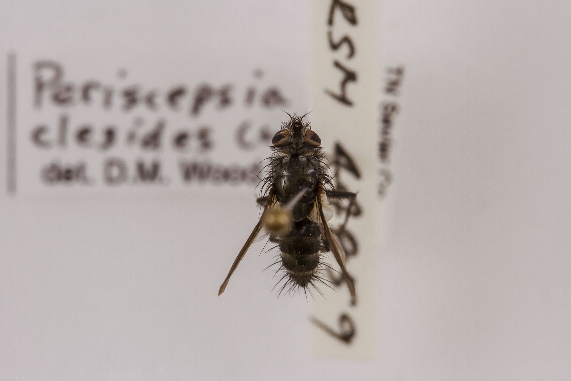 Image of Periscepsia clesides, a species of Animalia