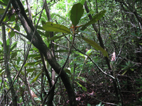 GRSM Accuracy Assessment. Plot Code: GRSM_AA_0375