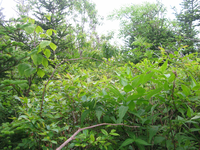 GRSM Accuracy Assessment. Plot Code: GRSM_AA_0593_3