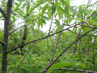 GRSM Accuracy Assessment. Plot Code: GRSM_AA_0593_5