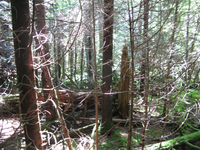 GRSM Accuracy Assessment. Plot Code: GRSM_AA_0462_5