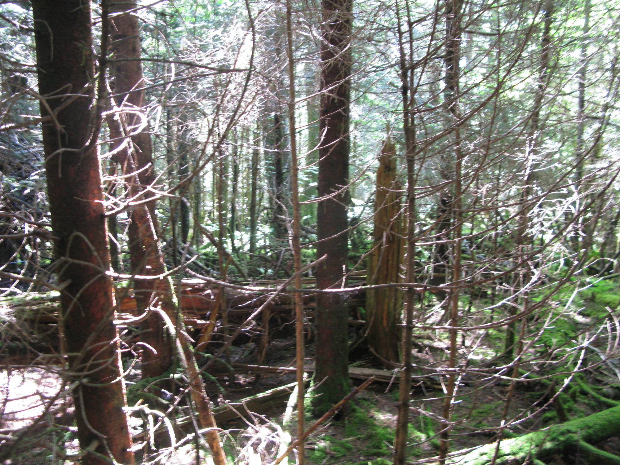 GRSM Accuracy Assessment. Plot Code: GRSM_AA_0462_5