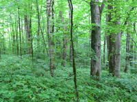 GRSM Accuracy Assessment. Plot Code: GRSM_AA_0907_6