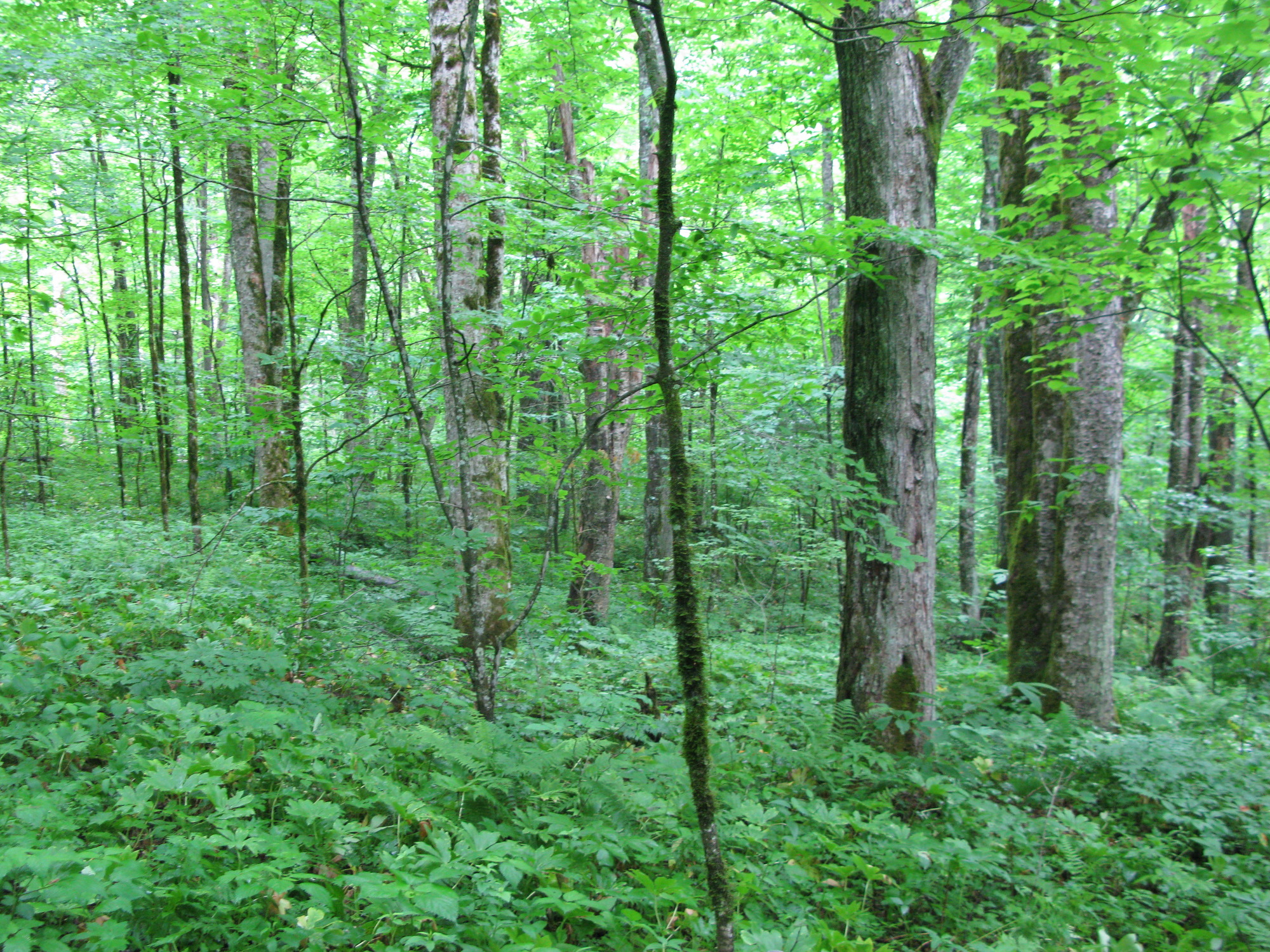 GRSM Accuracy Assessment. Plot Code: GRSM_AA_0907_6