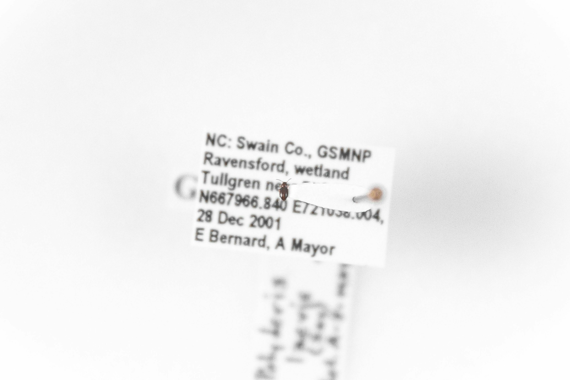 Image of Polyderis laevis, a species of Animalia