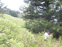 GRSM Accuracy Assessment. Plot Code: GRSM_AA_0777_4