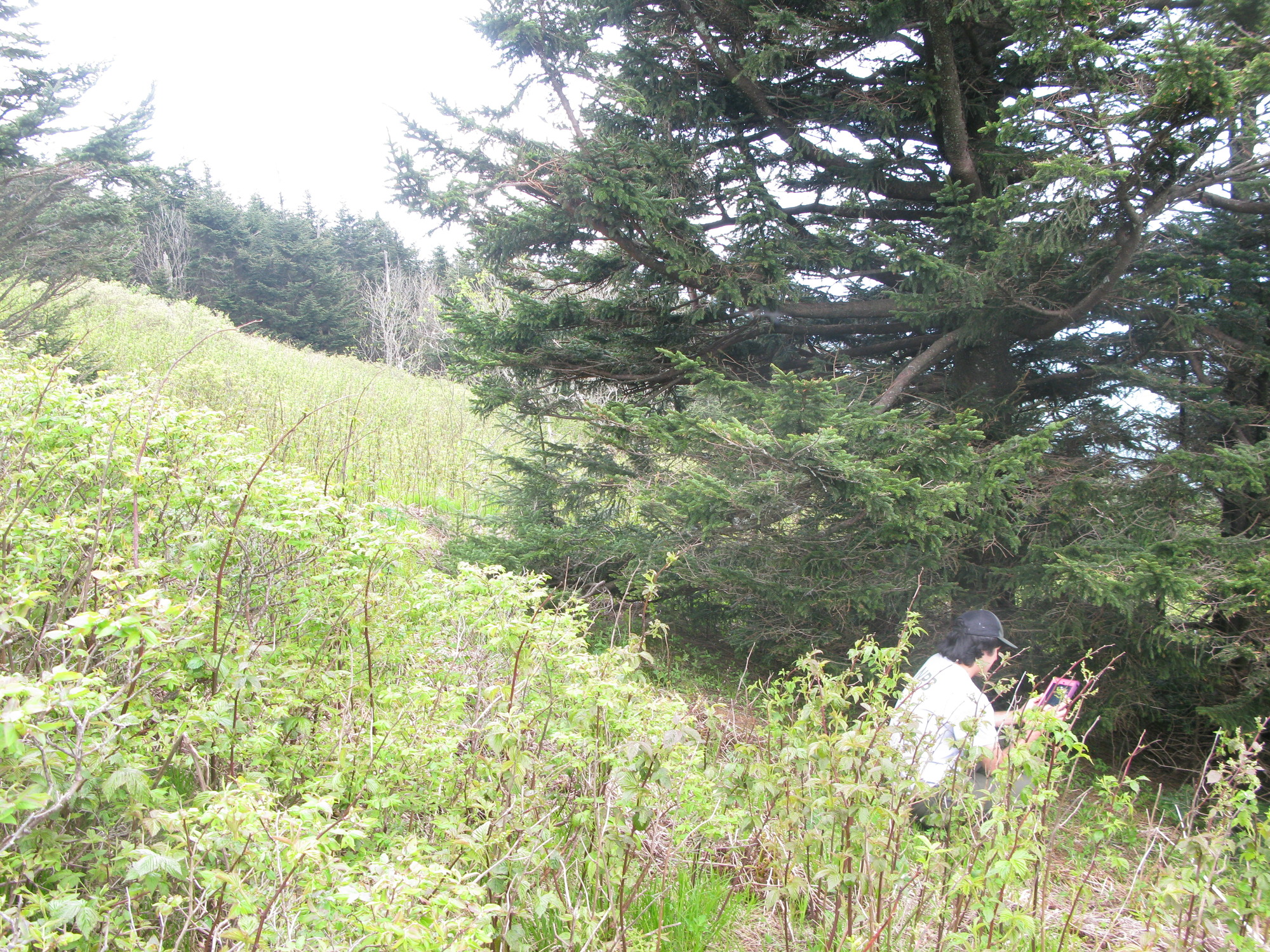 GRSM Accuracy Assessment. Plot Code: GRSM_AA_0777_4