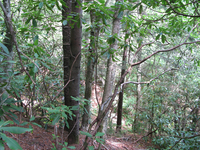 GRSM Accuracy Assessment. Plot Code: GRSM_AA_0098_3