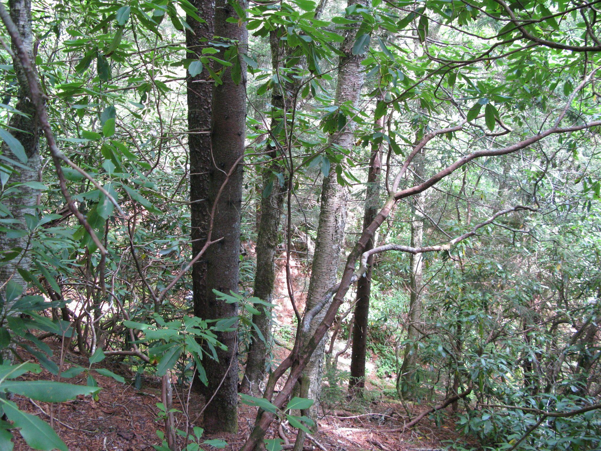 GRSM Accuracy Assessment. Plot Code: GRSM_AA_0098_3