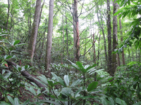 GRSM Accuracy Assessment. Plot Code: GRSM_AA_0613_2