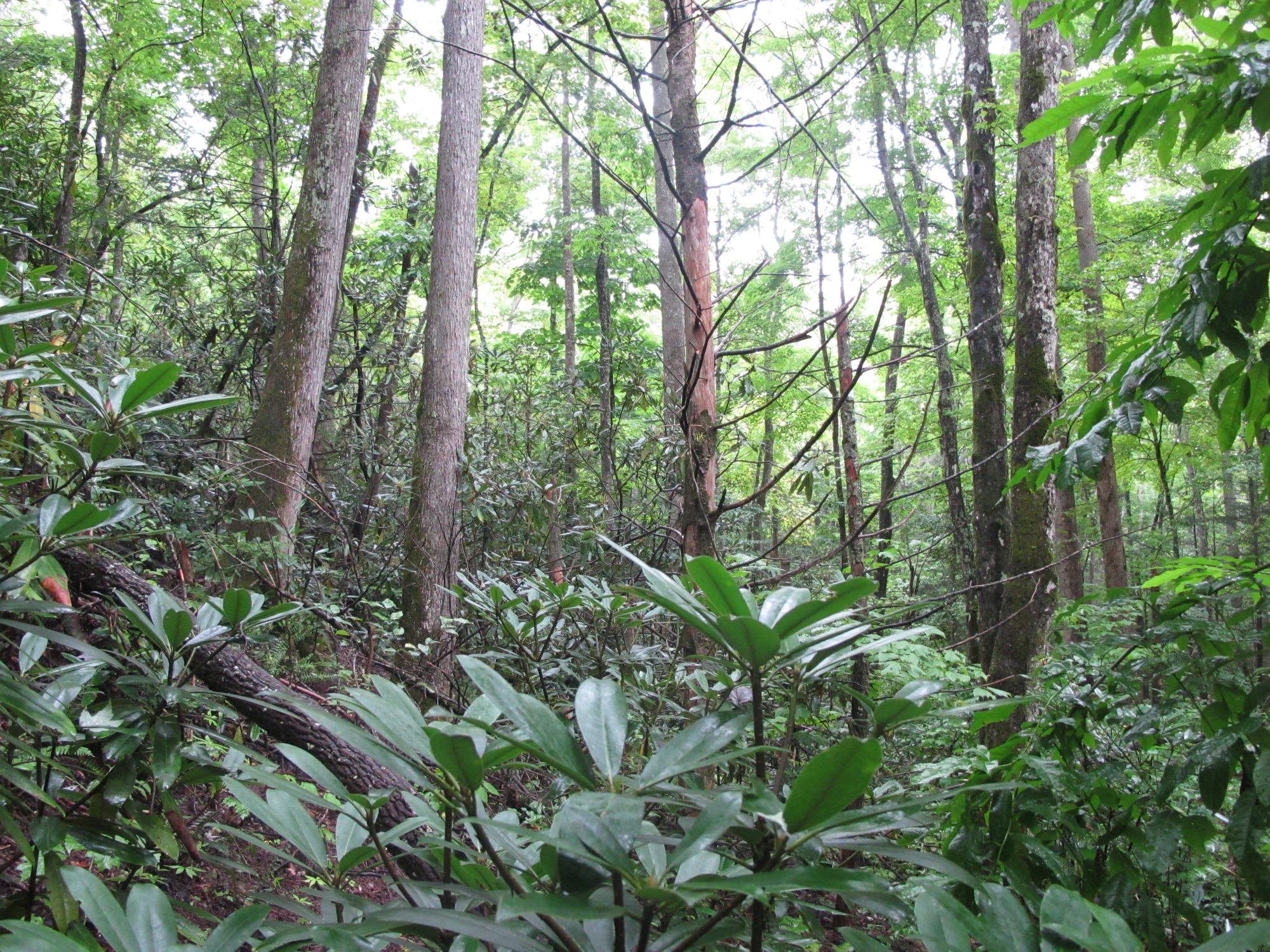 GRSM Accuracy Assessment. Plot Code: GRSM_AA_0613_2