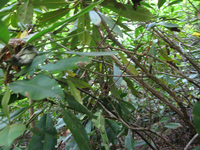 GRSM Accuracy Assessment. Plot Code: GRSM_AA_0334_3