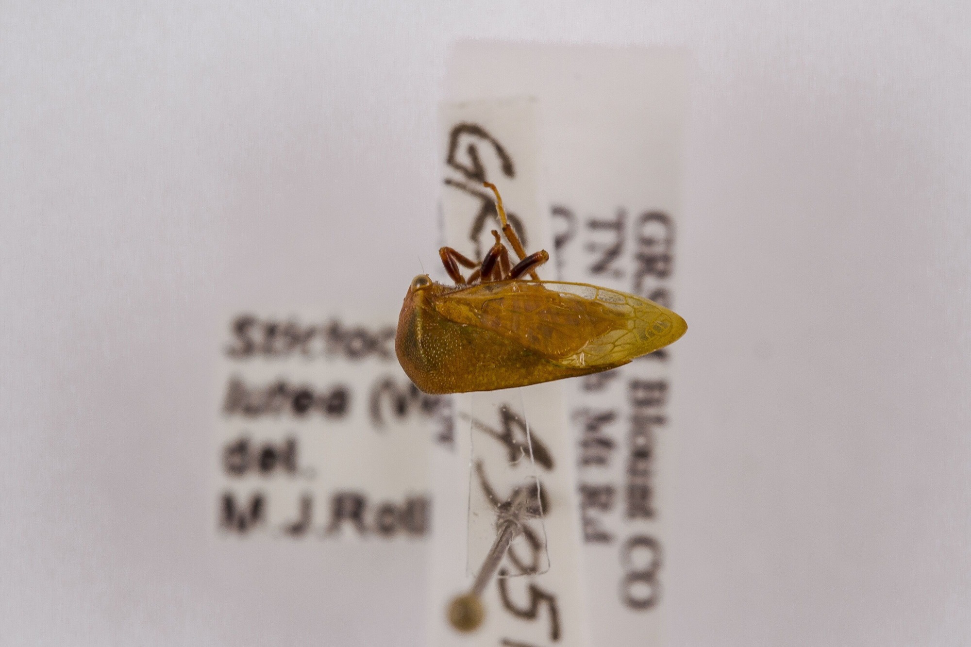 Image of Stictocephala lutea, a species of Animalia