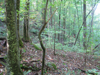 GRSM Accuracy Assessment. Plot Code: GRSM_AA_0674_6