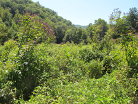 GRSM Accuracy Assessment. Plot Code: GRSM_AA_0776_6