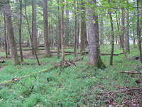 GRSM Accuracy Assessment. Plot Code: GRSM_AA_0594_5